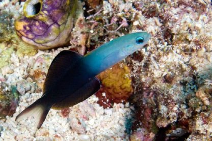 Ptereleotris evides – Blackfin Dartfish - Ψάρια Θαλασσινού
