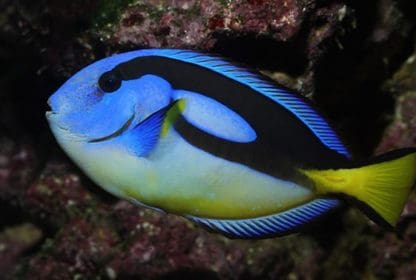 Paracanthurus hepatus XL – Blue Tang ( Yellow Belly ) - Ψάρια Θαλασσινού