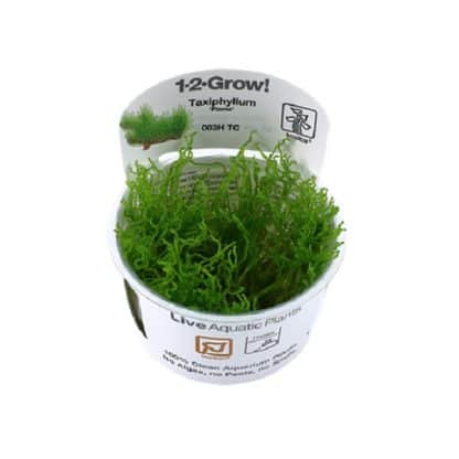 Taxiphyllum ‘Flame’ 1-2 Grow! - Φυτά για Ενυδρεία