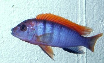 Pseudotropheus red top ndumbi-0