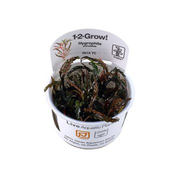 Tropica Rotala ‘Green’ Potted - Φυτά για Ενυδρεία