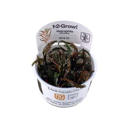 Tropica Hygrophila Pinnatifida 1-2 Grow - Sales