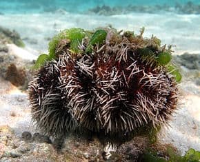 Tripneustes gratilla – Sea Urchin - Ασπόνδυλα Θαλασσινού