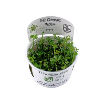 Tropica Marsilea Hirsuta 1-2-Grow! - Φυτά για Ενυδρεία
