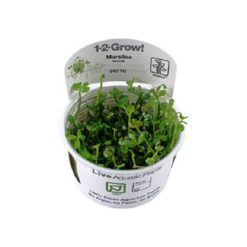 Tropica Staurogyne Repens Pot In Single Package - Φυτά για Ενυδρεία