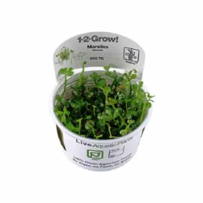 Tropica Marsilea Hirsuta 1-2-Grow! - Φυτά για Ενυδρεία