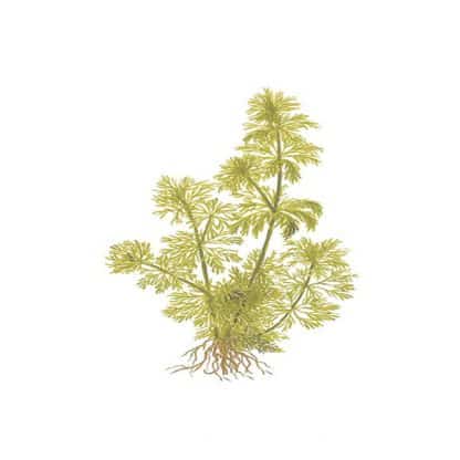 Tropica Limnophila Sessiliflora - Φυτά για Ενυδρεία