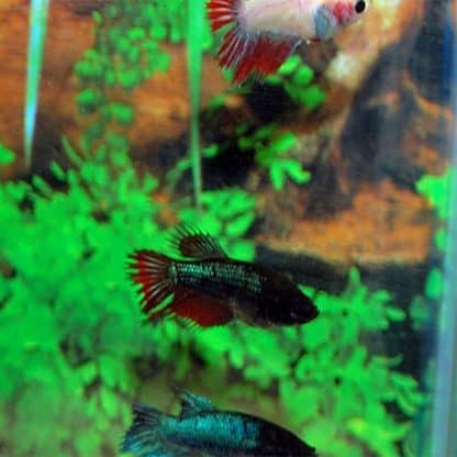Betta splendens - Siamese Fighting Fish Crowntail Dumbo Female