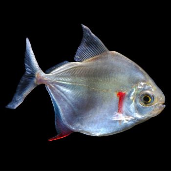 Metynnis argenteus – Silver dollar 6-8cm - Sales