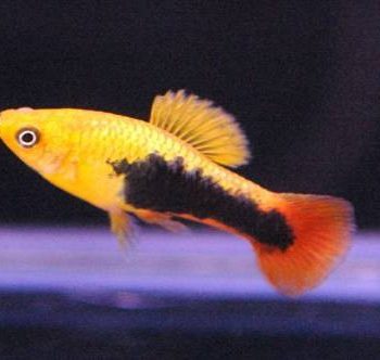 Xiphophorus variatus – Platy Hawaii (Variatus) - Ψάρια Γλυκού
