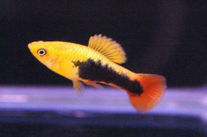 Xiphophorus variatus – Platy Hawaii (Variatus) - Ψάρια Γλυκού