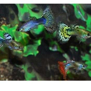 Poecilia reticulata -Guppy Snakeskin Mix