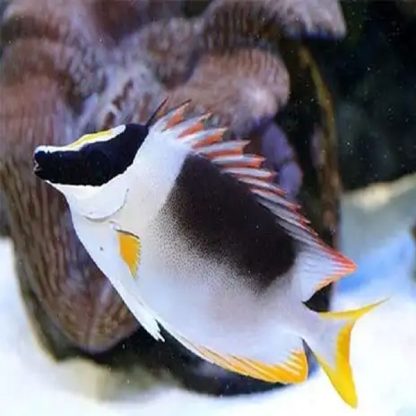 Siganus magnificus – Magnificent Rabbitfish L - Ψάρια Θαλασσινού