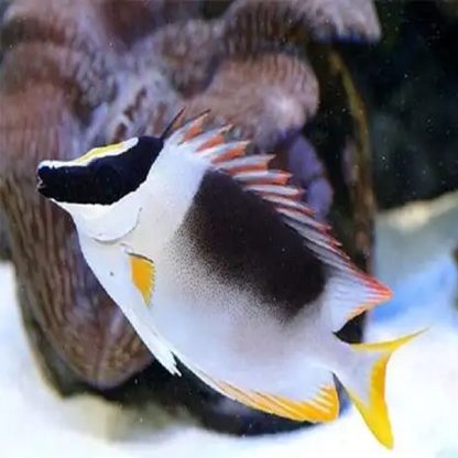 Siganus magnificus – Magnificent Rabbitfish M - Ψάρια Θαλασσινού