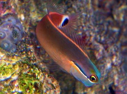 Ecsenius stigmatura – Tailspot Blenny - Ψάρια Θαλασσινού