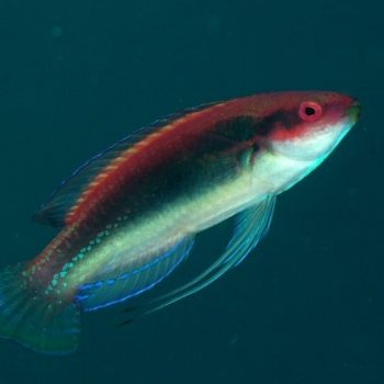Cirrhilabrus temminckii M – Threadfin Wrasse - Ψάρια Θαλασσινού