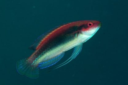 Cirrhilabrus temminckii M – Threadfin Wrasse - Ψάρια Θαλασσινού