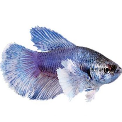 Betta splendens – Siamese Fighting Fish Elephant Ear Plakat - Sales