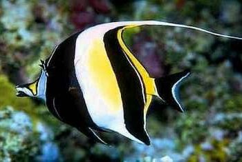 Zanclus canescens M - Moorish Idol