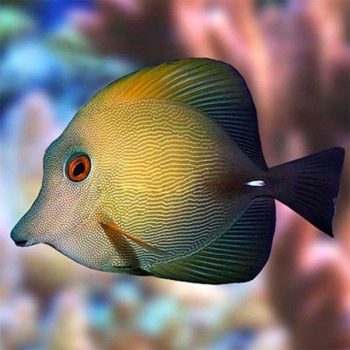 Zebrasoma scopas S – Brown Sailfin Tang - Ψάρια Θαλασσινού