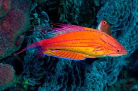 Paracheilinus filamentosus (Male) M – Filamentous F... - Ψάρια Θαλασσινού