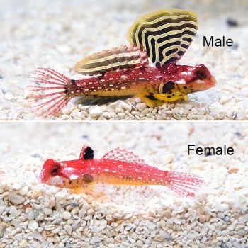Synchiropus sycorax – Ruby Dragonet Male - Ψάρια Θαλασσινού