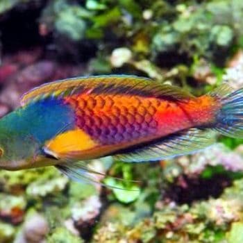 Cirrhilabrus ryukyuensis – Yellow Flanked Fairy Wrasse - Ψάρια Θαλασσινού