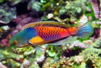 Cirrhilabrus ryukyuensis – Yellow Flanked Fairy Wrasse - Ψάρια Θαλασσινού