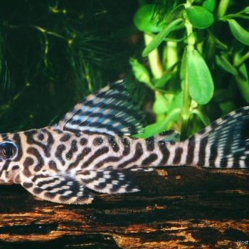 Hypancistrus sp. - King Tiger Pleco L066 4-6cm