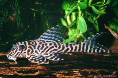 Hypancistrus sp. - King Tiger Pleco L066 4-6cm