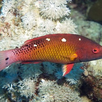 Bodianus diana - Diana'S Hogfish ( Juv)