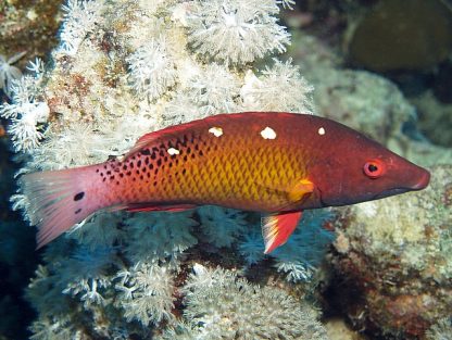Bodianus diana - Diana'S Hogfish