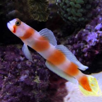 Amblygobius aurora - Pinkbar Goby S/M