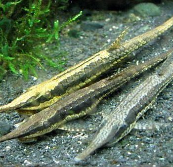Farlowella colombiensis -Twig Catfish 10cm