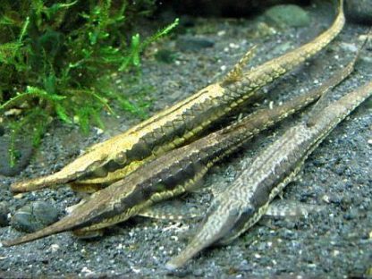 Farlowella colombiensis -Twig Catfish 10cm