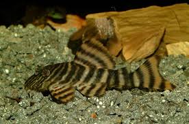 Panaqolus sp. L002 - Tiger Peckoltia 9-11cm