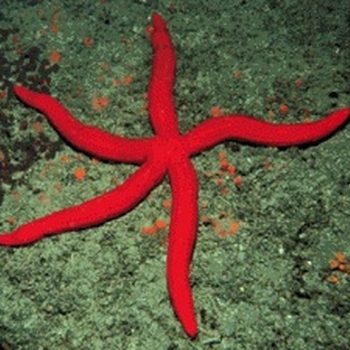 Linckia laevigata  – Linckia Sea Star Red/orange - Ασπόνδυλα Θαλασσινού