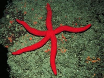 Linckia laevigata  – Linckia Sea Star Orange - Ασπόνδυλα Θαλασσινού