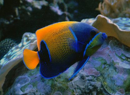 Pomacanthus navarchus (Adult) S – Majestic Angelfish - Ψάρια Θαλασσινού