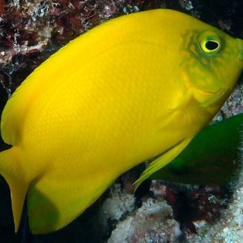 Centropyge heraldi S/M - Yellow Angelfish