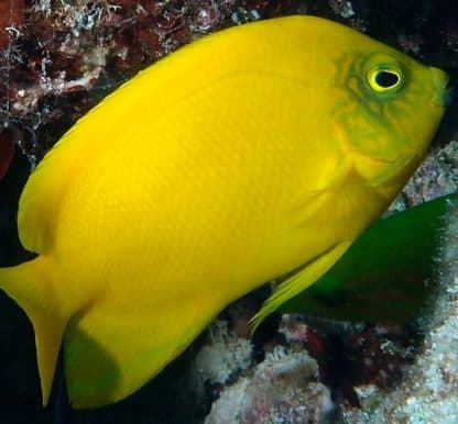 Centropyge heraldi M – Yellow Angelfish - Ψάρια Θαλασσινού