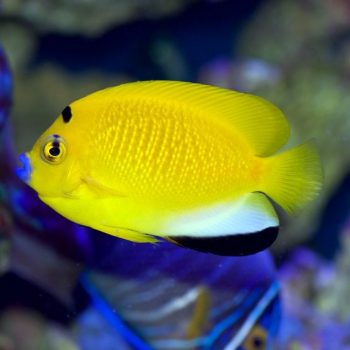 Apolemichthys trimaculatus M – Threespot Angelfish - Ψάρια Θαλασσινού