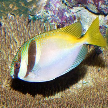 Siganus virgatus S - Barhead Spinefoot