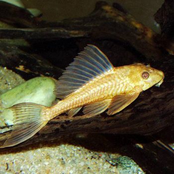 Hypostomus plecostomus - Albino Common Plecostomus 5cm