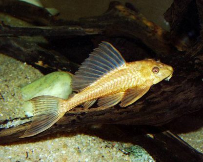 Hypostomus plecostomus - Albino Common Plecostomus 5cm
