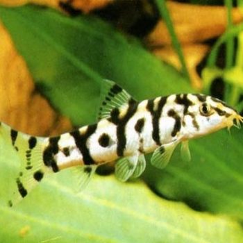 Botia lohachata – Yoyo Loach 10cm - Ψάρια Γλυκού