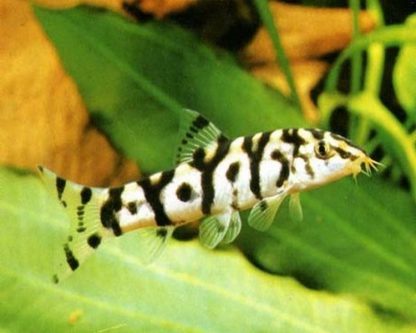 Botia lohachata - Yoyo Loach 3-4cm