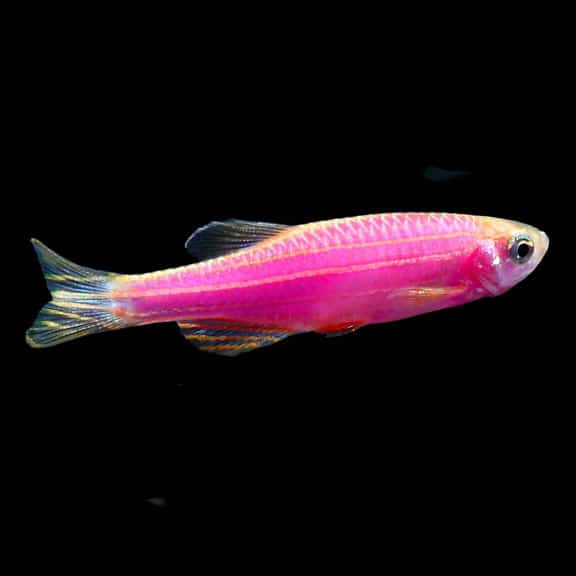 Zebra danio moonrise pink Αquario.gr Το καλύτερο ενυδρειακό κατάστημα