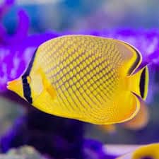 Chaetodon rafflesi -Latticed butterflyfish-M - Ψάρια Θαλασσινού