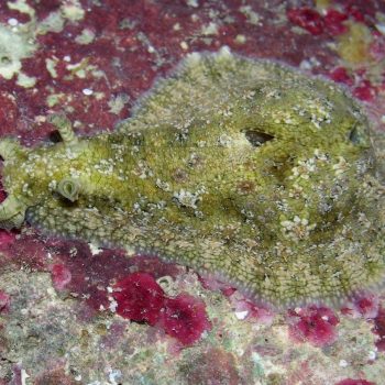 Dolabrifera dolabrifera M – Sea Hare - Ασπόνδυλα Θαλασσινού
